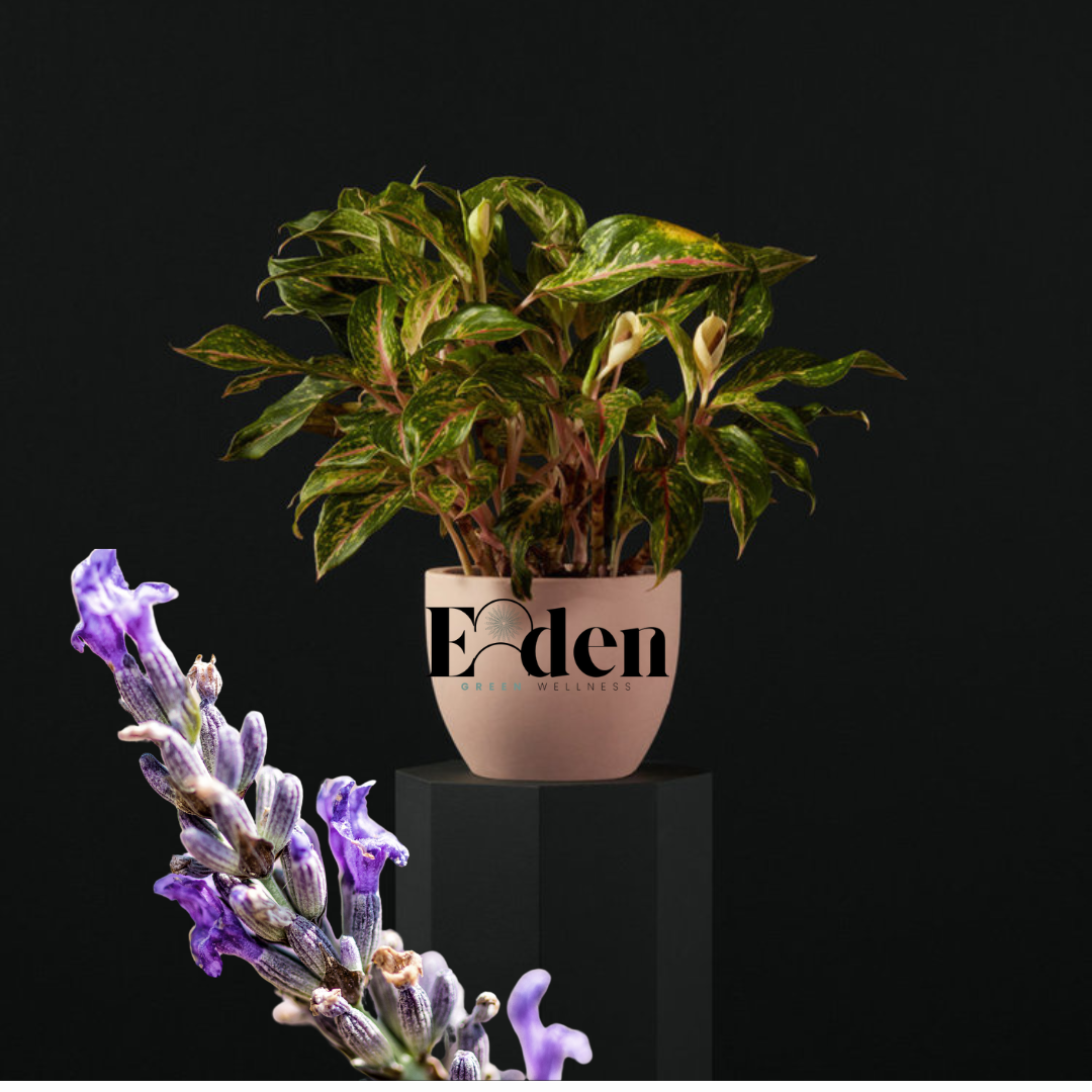 Lavender | Lemon Balm Tea