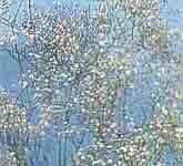 Baby's Breath