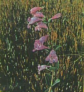 Beardtongue