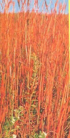 Big Bluestem