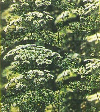 Bishop's Flower