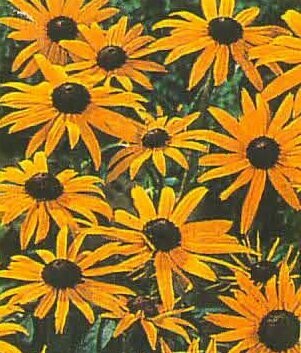 Black-Eyed Susan