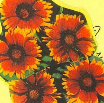 Blanketflower