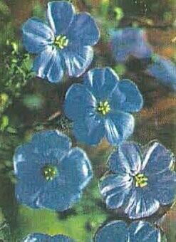 Blue Flax