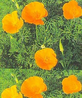 California Poppy