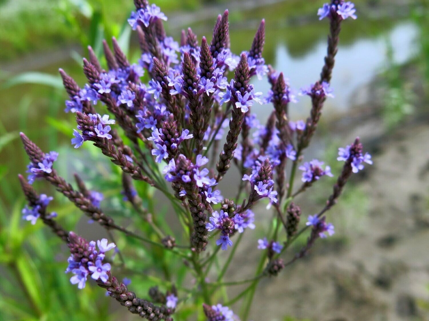 Blue Vervain