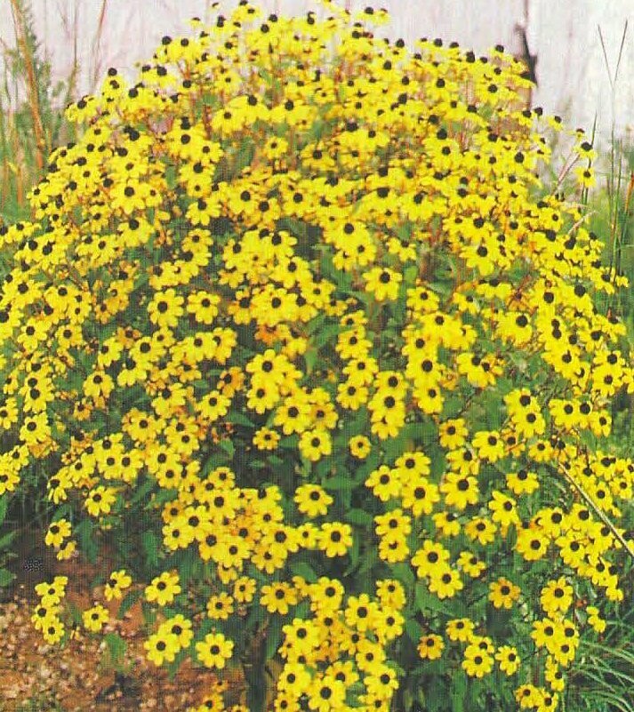 Brown Eyed Susan