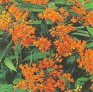 Butterfly Weed