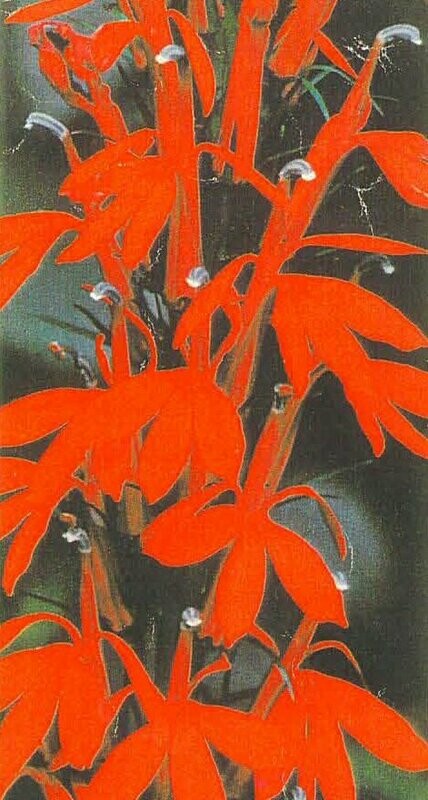 Cardinal Flower