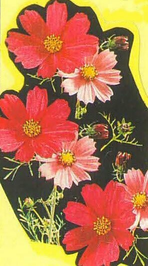 Cosmos
