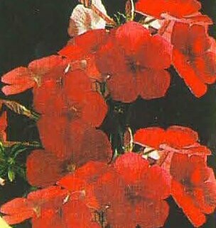 Drummond Phlox