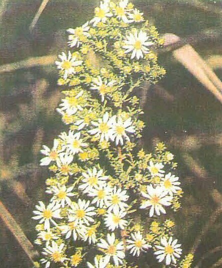Heath Aster