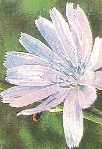 Chicory