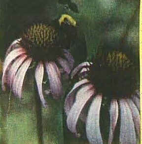 Echinacea Angustifolia