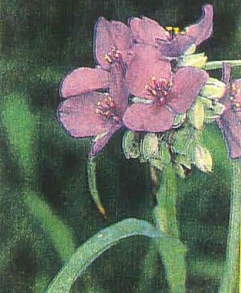 Common Spiderwort