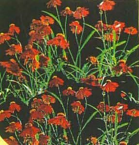 Dwarf Red Plains Coreopsis