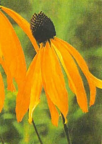 Clasping Coneflower
