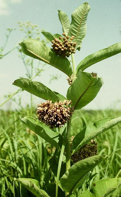 Common Milkweed