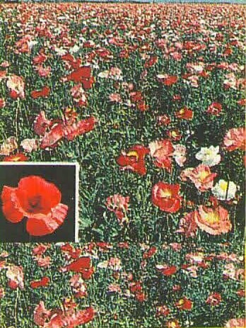 Corn Poppy
