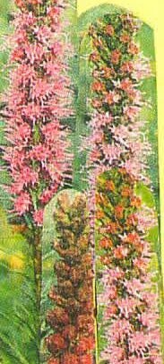 Dense Blazing Star