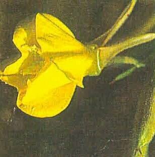 Evening Primrose