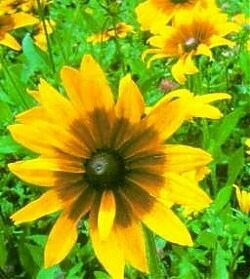 Gloriosa Daisy