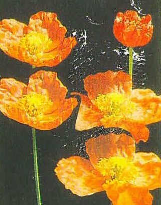 Iceland Poppy
