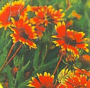 Indian Blanket