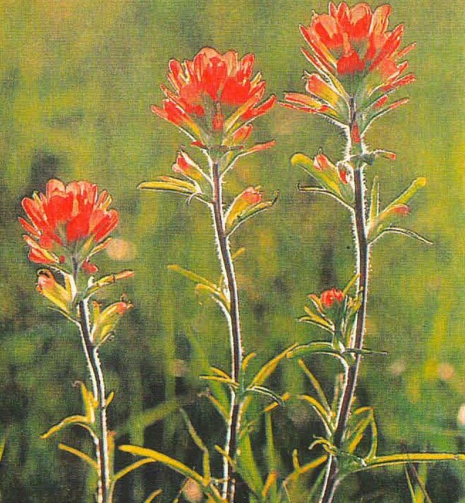 Indian Paintbrush
