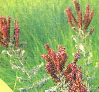 Leadplant
