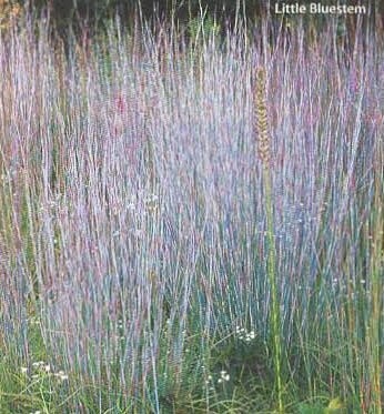 Little Bluestem
