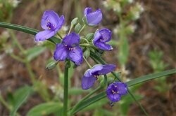 Ohio Spiderwort A/K/A Common Spiderwort