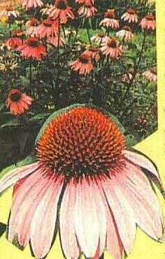 Purple Coneflower