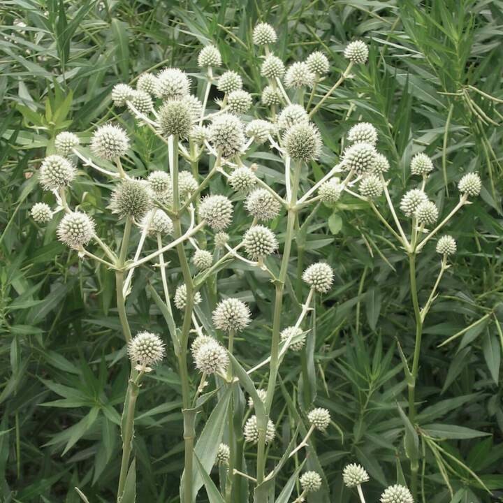 Rattlesnake Master
