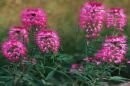 Rocky Mountain Bee Plant