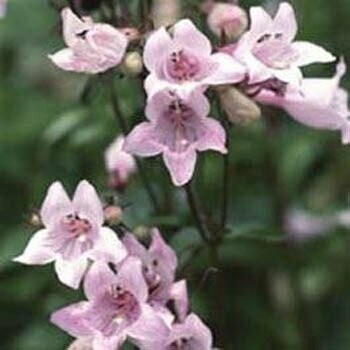 Shell Leaf Beardtongue