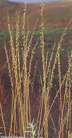 Sideoats Grama