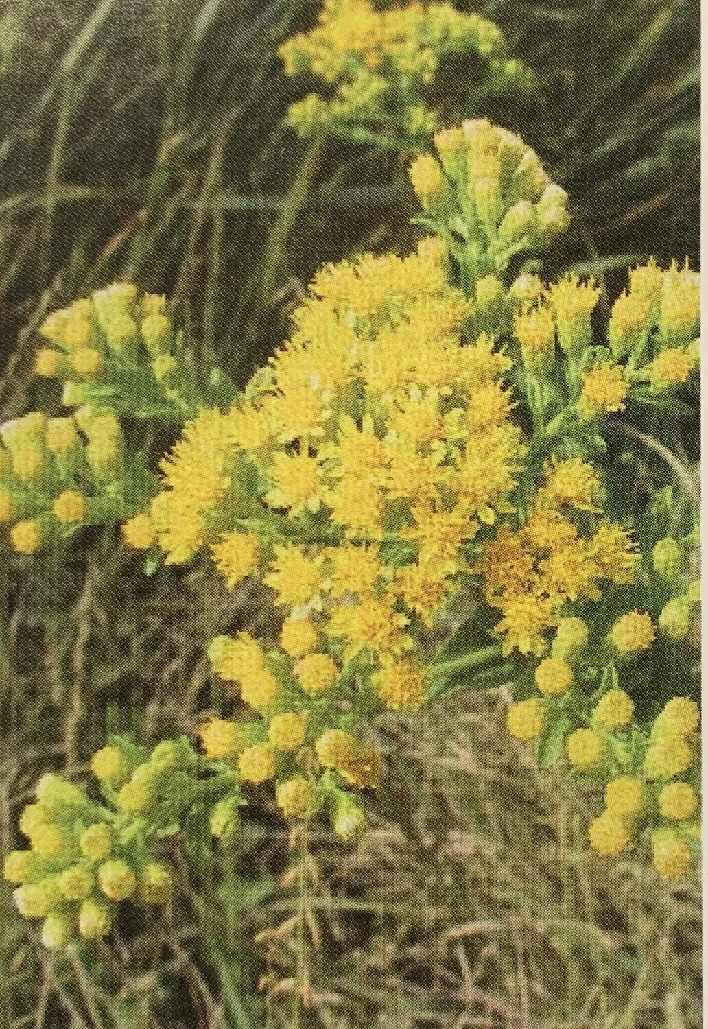 Stiff (Rigid) Goldenrod