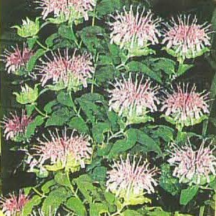 Wild Bergamot