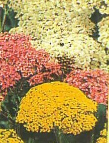 Yarrow (Gold)