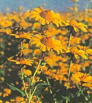 False Sunflower