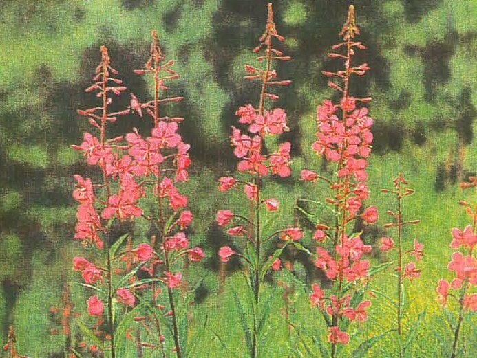 Fireweed