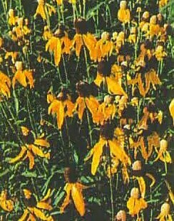 Grayhead Coneflower