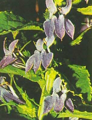 Great Blue Lobelia