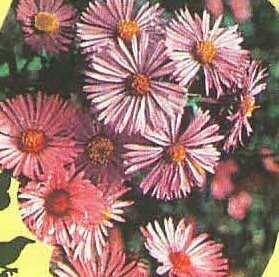 New England Aster