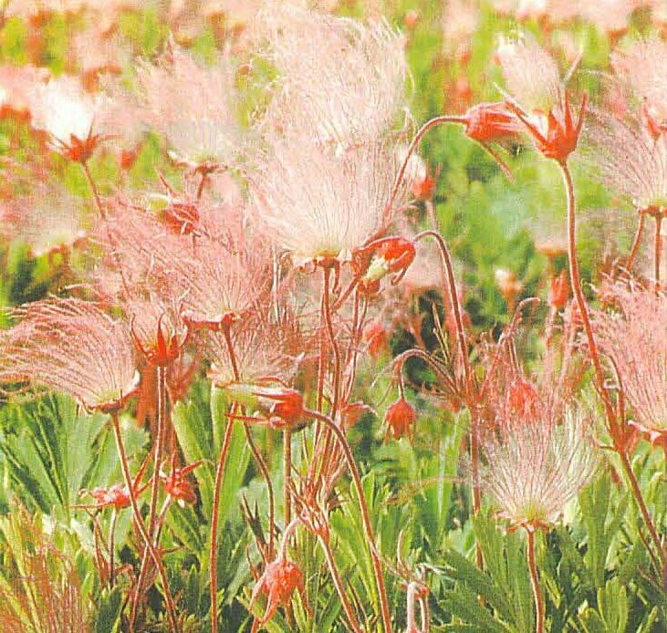 Prairie Smoke