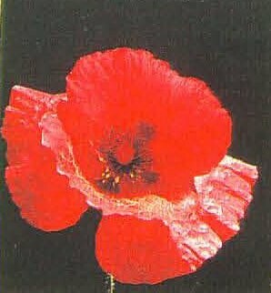 Red Corn Poppy