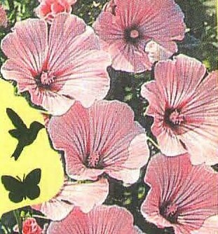 Rose Mallow