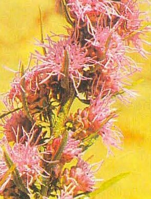 Rough Blazing Star