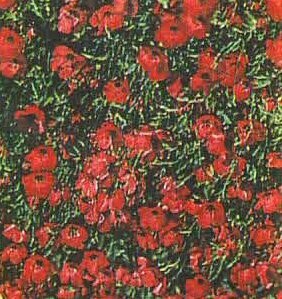 Scarlet Flax